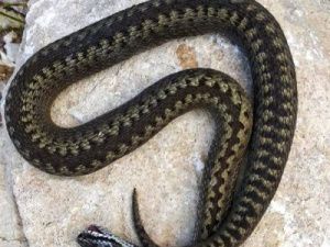 Фотофакт: Жители Якутии обнаружили у себя на участке двух гадюк