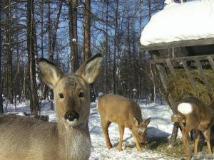 Обед из сена и веников удался в лесной столовой на славу