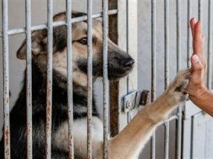 Якутску необходим приют для безнадзорных животных 