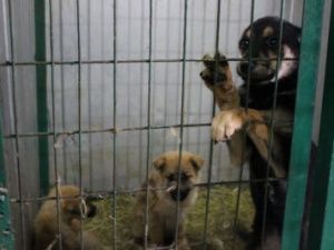 В Якутске выпустят в естественную среду обитания 83 собаки из ППБЖ