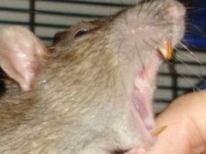 Крыса укусила ребенка в Якутии