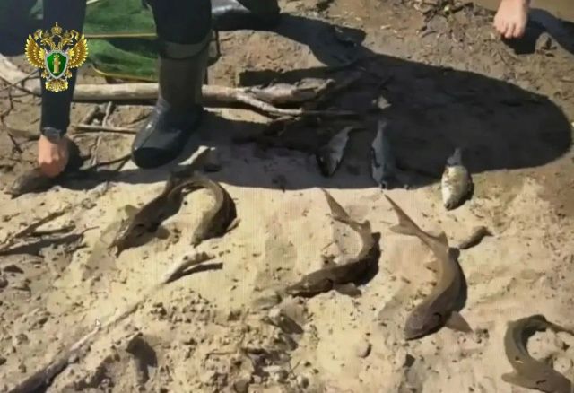 Браконьер из Якутии предстанет перед судом за вылов девяти краснокнижных осетров