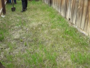 В Тулагино - Кильдямском наслеге проведена акция «Посади дерево» 