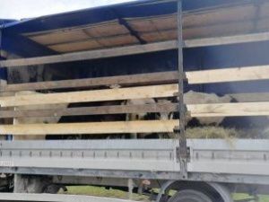 Якутские коровы отправились в Москву