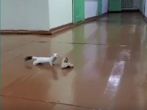 Горностай в якутской больнице