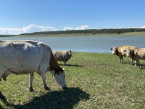 Восемь проектов из Чурапчинского улуса допущены к защите на конкурс "Агростартап"