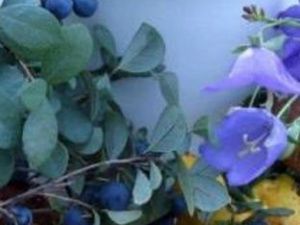 Прогноз народного синоптика Тускула на первые числа августа