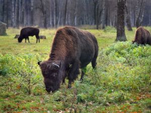 Лесных бизонов расселят в Якутии на новые территории