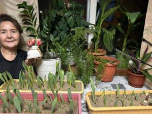 Фотофакт: в доме жительницы Горного района в январе зацвели тюльпаны