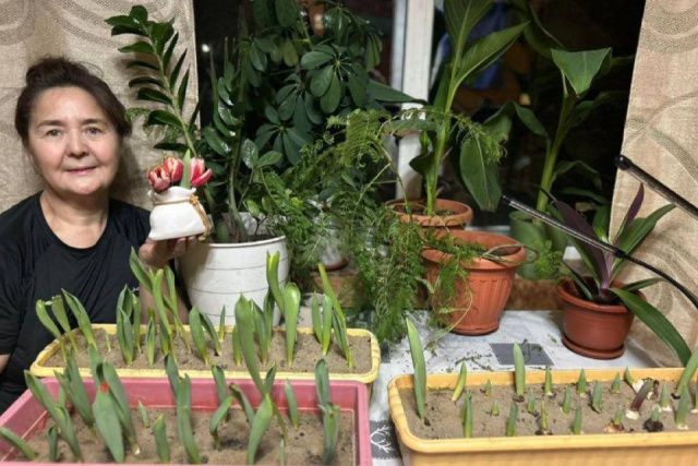 Фотофакт: в доме жительницы Горного района в январе зацвели тюльпаны