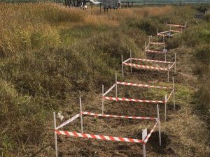 Ученые Якутии выявили новый вид углеводородокисляющих микроорганизмов