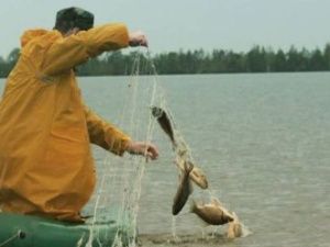С 20 сентября вводится запрет сетного вылова рыб