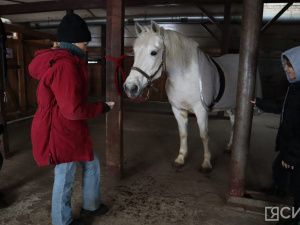 Лошади клуба «Золотая подкова» в Мархе могут не пережить эту зиму