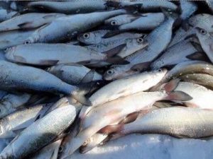 В Якутии озёрную пелядь стало проще добывать