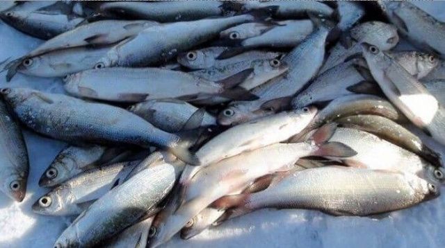 В Якутии озёрную пелядь стало проще добывать