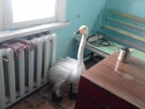 В Абыйском районе спасли раненого лебедя