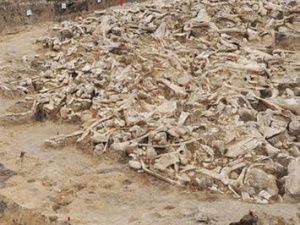 Археологи обнаружили загадочный «мамонтовый круг»