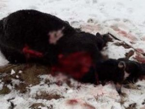 Страшная находка в Первомай 