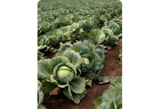 В Намском улусе предприниматель, выращивающий овощи, допустил нарушение правил применения пестицидов и агрохимикатов