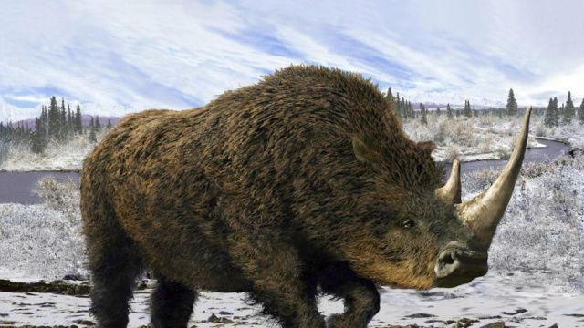 В Якутии шерстистые носороги вымерли из-за климата, а не из-за древних охотников