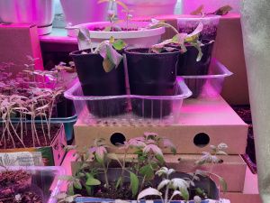 Пенсионерка из Якутии вырастила и собрала огурцы в апреле