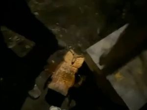 Найдены вандалы, повредившие арт-объект «Сова знаний»