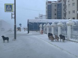 В 202-м микрорайоне Якутска собаки набросились на ребенка. В этот же день псы совершили еще несколько нападений