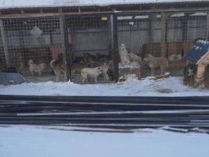 Более 150 животных в ППБЖ Якутска могут погибнуть от холода