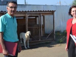 В Мирном организуют приют для безнадзорных животных