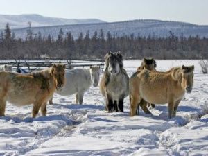 Зимовка скота и лошадей в Якутии проходит в штатном режиме: Запасов кормов в хозяйствах достаточно