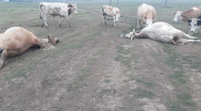 Фотофакт: упавшие провода под напряжением убили быка и коня