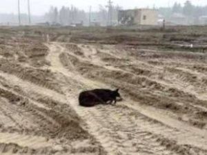 Волонтеры передали корм «Хатико из Бясь-Кюеля»