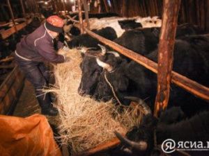 В Якутии получить средства на финансовое оздоровление скотоводческих хозяйств станет проще