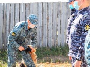 В УФСИН состоялись учебно-методические сборы с сотрудниками кинологической службы