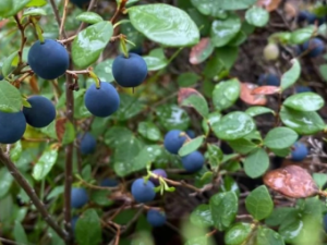 В департаменте ветеринарии Якутии опровергли сообщение о радиоактивных ягодах в Алданском районе