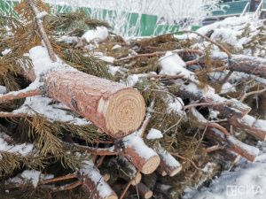 «Пышные или миниатюрные»: в Якутске началась продажа живых елей и сосен к Новому году