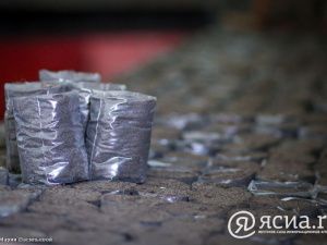 Джунгли в Якутии:  Северный ботанический сад собрал богатую коллекцию тропических растений