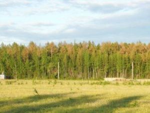 В Мирнинском и Сунтарском районах из-за гусениц пожелтел лес