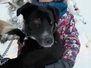 В Якутске росгвардейцы нашли и вернули хозяевам собаку, пропавшую в новогоднюю ночь