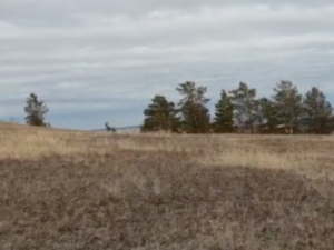 Дикий олень на ГРЭСе