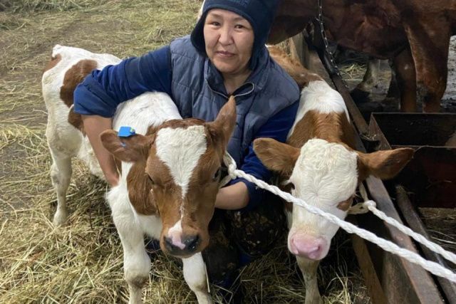 Телят-двойняшек из фермы в Кобяйском районе назвали Арктик и Телеком