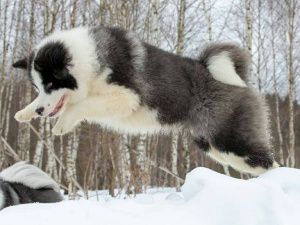 Якутская лайка завоевала звание «Гордость России» на международной выставке собак «Евразия-2019»