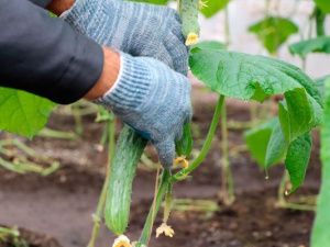 В исправительных учреждениях выращивают огурцы