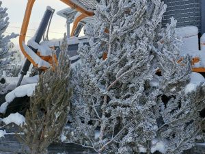 «Пышные или миниатюрные»: в Якутске началась продажа живых елей и сосен к Новому году