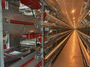 На птицефабрике открыли новый цех для кур-несушек