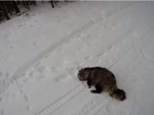 В Якутии добыли экзотическое животное: Минэкологии проводит проверку