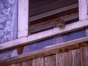 Айсен Николаев о реализации программы переселения из аварийного жилья в Ленском районе: «Есть позитивные изменения»