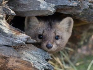 В Якутии госинспектор охраны природы незаконно добыл более 20 соболей