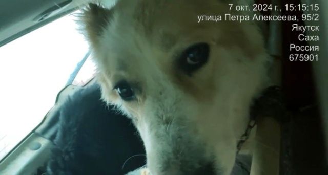 На территории Центрального округа столицы отловлено более 70 безнадзорных животных