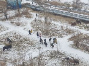 Сколько стоит день штрафстоянки для лошадей?